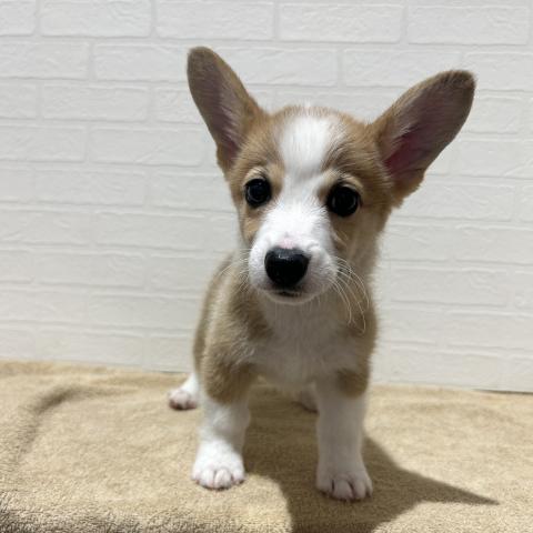 ウェルシュコーギーペンブローク