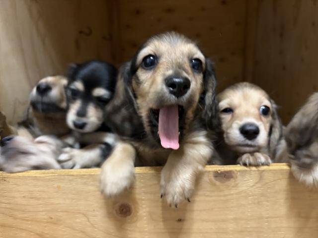 ミニチュアダックスフンド