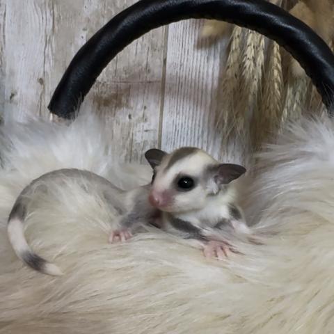 フクロモモンガ プラチナリングテール