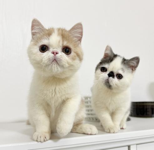 エキゾチックショートヘアー