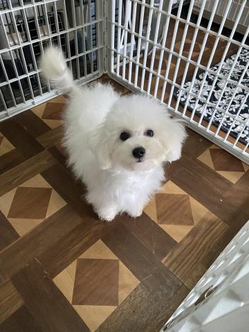 ビションフリーゼ