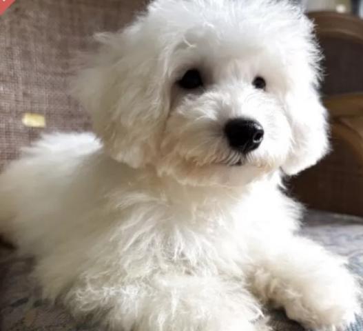 ビションフリーゼ