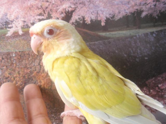 ウロコインコ ダイリュートファロー 男の子 (^_-)-☆