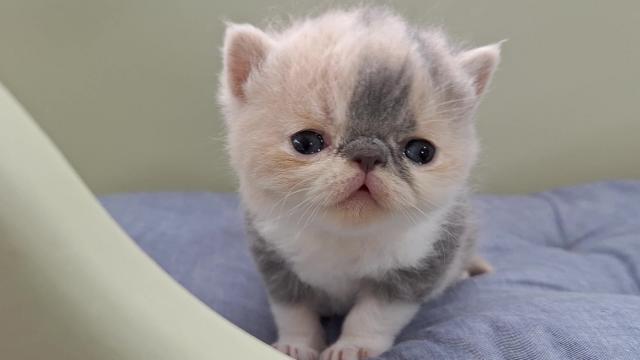 エキゾチックショートヘアー