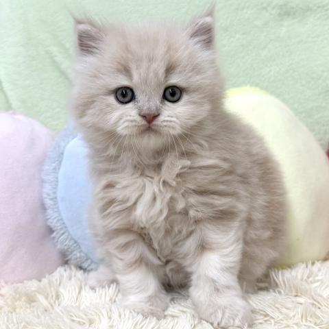 ブリティッシュショートヘア