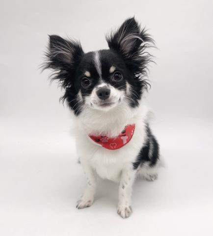 チワワ（ロングコート）