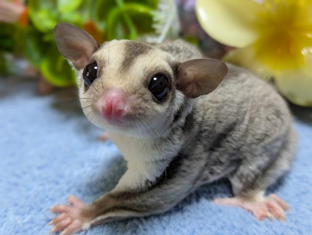 ストロベリノ（ピンクアイ直子）