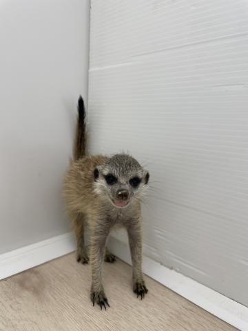 ミーアキャット