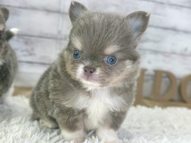 チワワ（ロングコート）