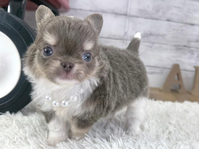 チワワ（ロングコート）