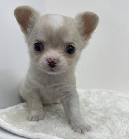 チワワ（ロングコート）