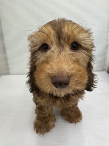 ミニチュアダックスワイヤー