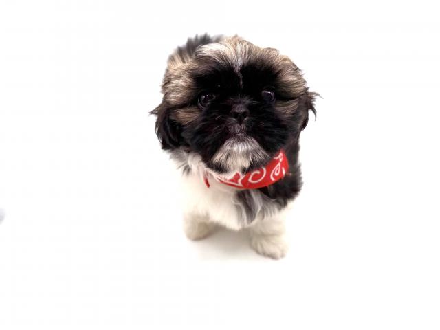 MIX ペキニーズ×シーズー