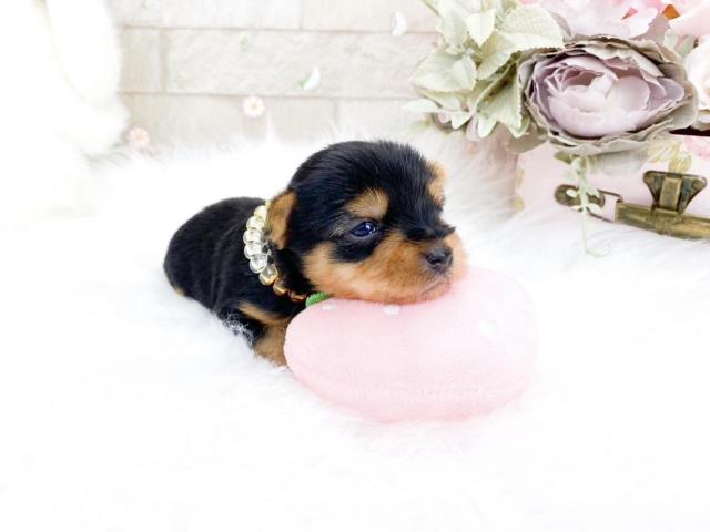 ヨークシャーテリア