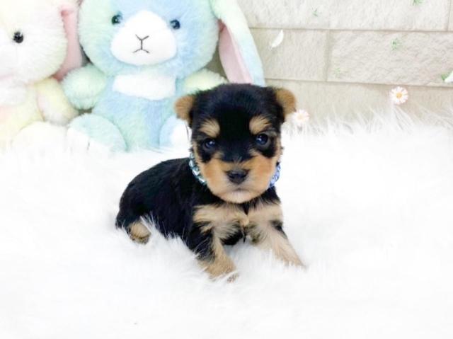 ヨークシャーテリア