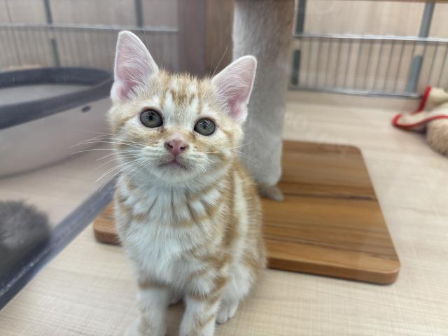 アメリカンショートヘアー