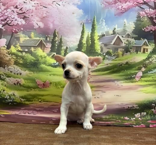 チワワ(スムースコート)