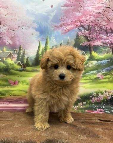 MIXポメラニアン×トイプードル