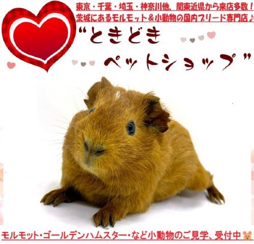 イングリッシュモルモット