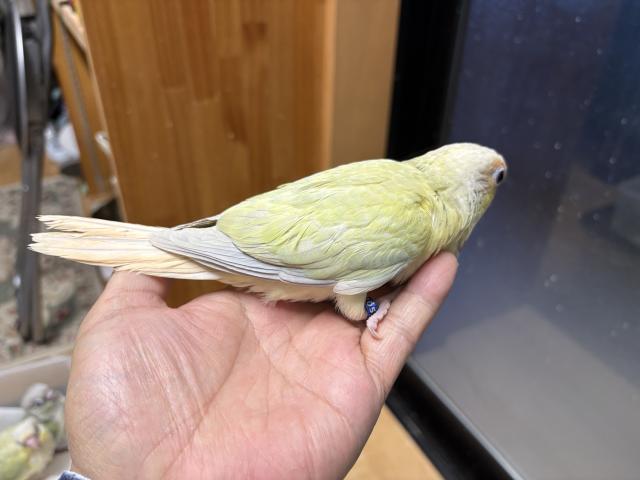①ウロコインコムーチーク