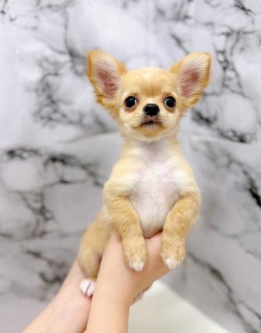 チワワ（ロングコート）【4/1お写真、動画更新！】ぴょんぴょん嬉しそうに近づいてくる姿にキュン♡が止まらない