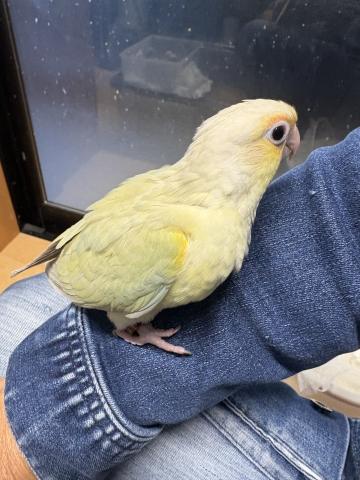 ②ウロコインコムーチーク