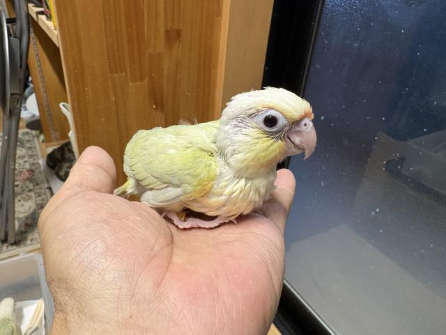 ③ウロコインコムーチーク