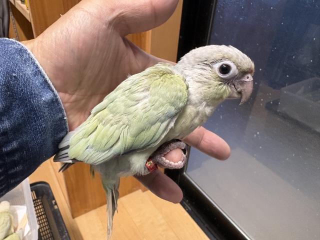 ④ウロコインコミント