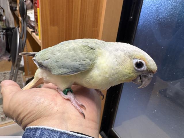 ⑤ウロコインコミント