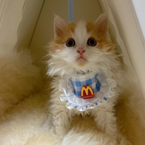 ミヌエット（旧ナポレオン）