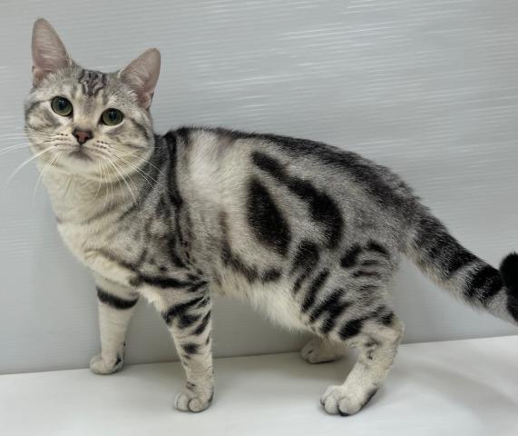 アメリカンショートヘアー