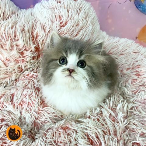 スコティッシュフォールド