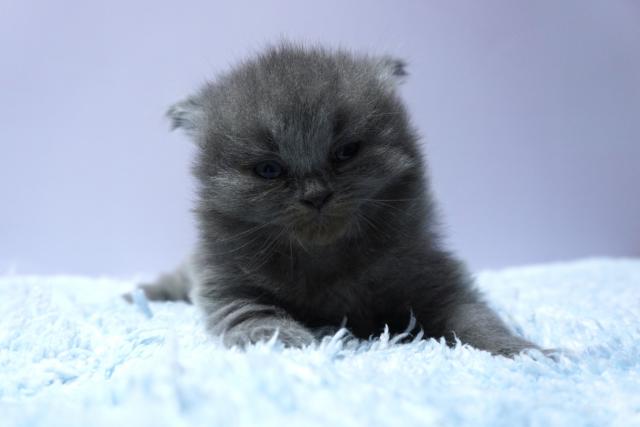 ミヌエット（旧ナポレオン）