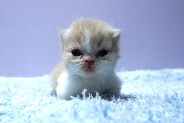 ミヌエット（旧ナポレオン）