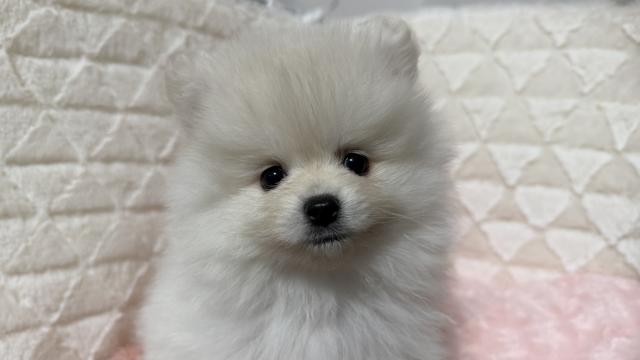 ポメラニアン