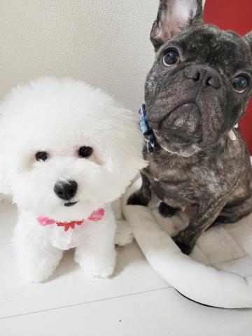 ビションフリーゼ