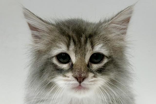 ノルウェージャンフォレストキャット