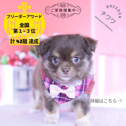 チワワ　ロング