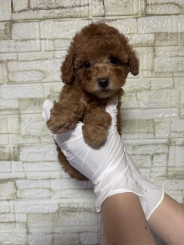 トイプードル3337