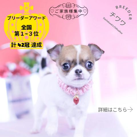 チワワ スムース