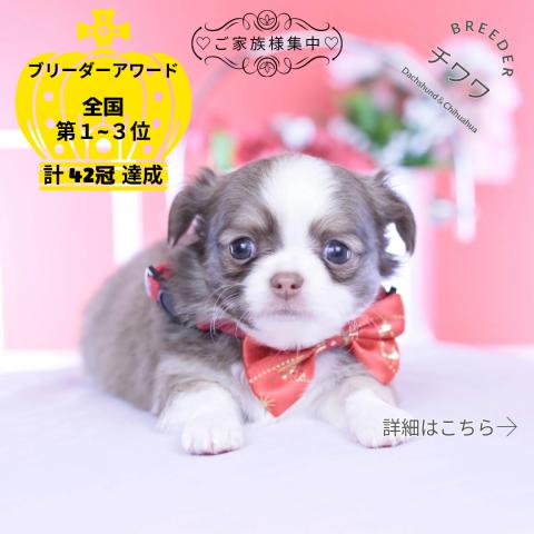 チワワ　ロング