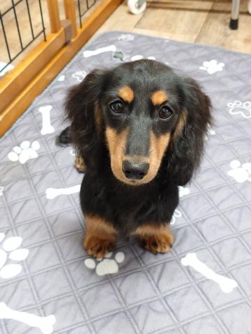 ミニチュアダックスフンド