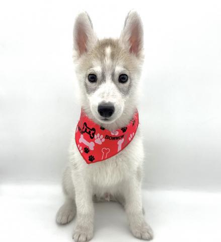 シベリアンハスキー