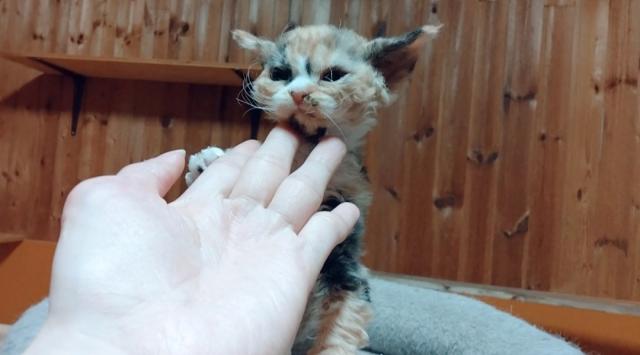 デボンレックス