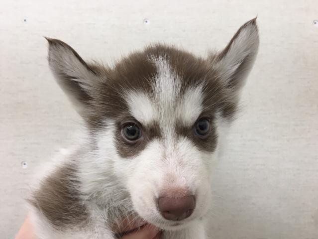 シベリアンハスキー