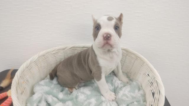 アメリカン・ブリー