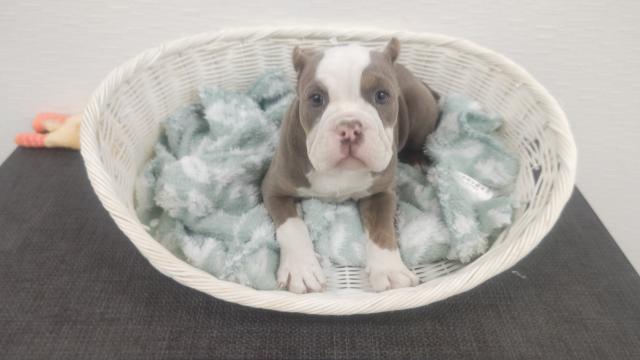 アメリカン・ブリー