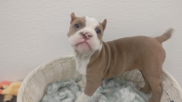 アメリカンブリー