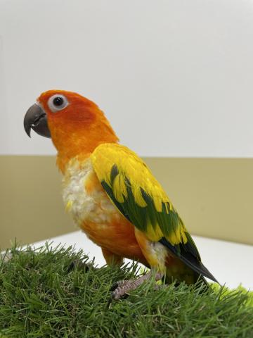 コガネメキシコインコ