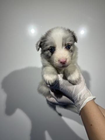 ボーダーコリー6047